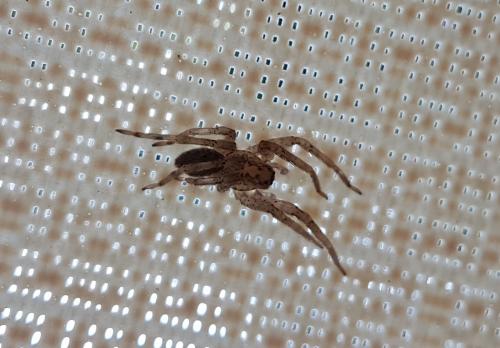 Zoropsis sp.